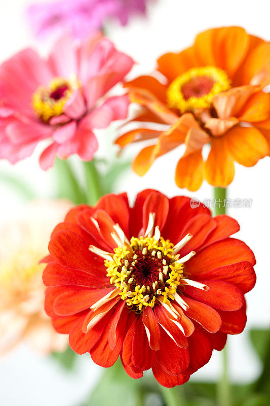 Zinnia花