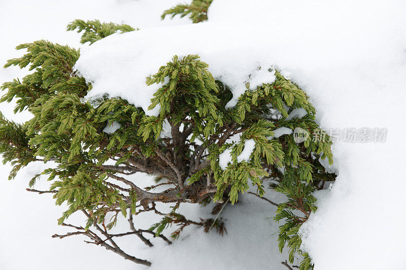 阿尔卑斯的刺柏部分覆盖着这个季节的初雪