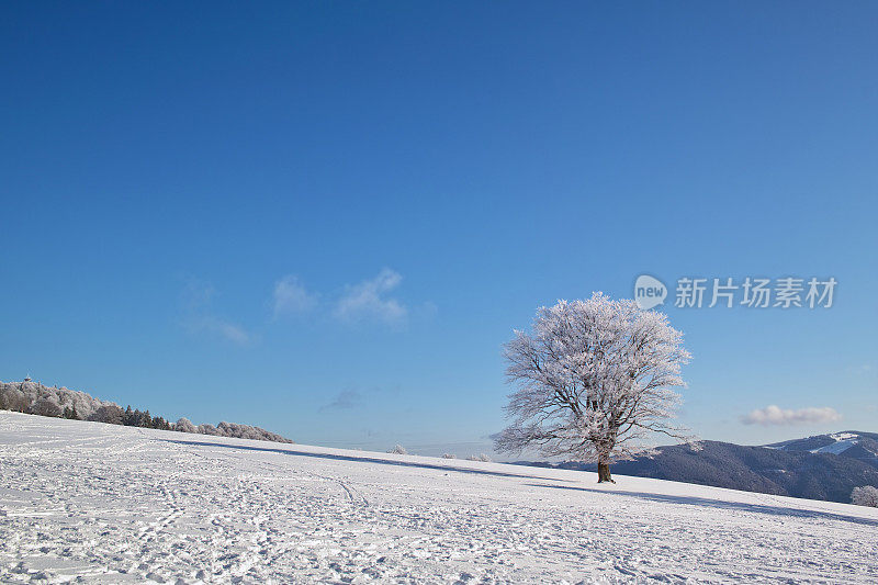 黑森林冬天的雪景