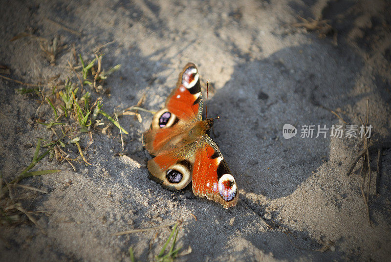 阿格莱约