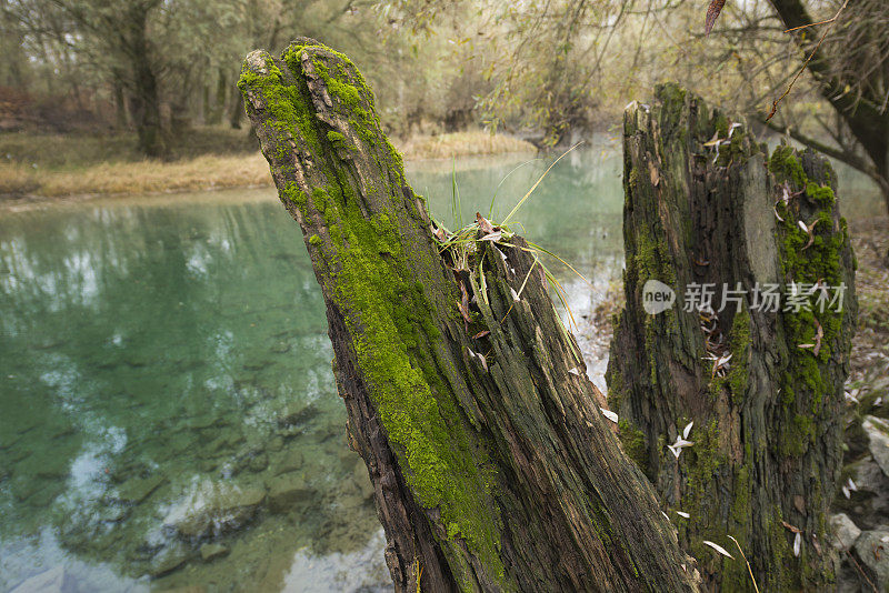 老风化树桩