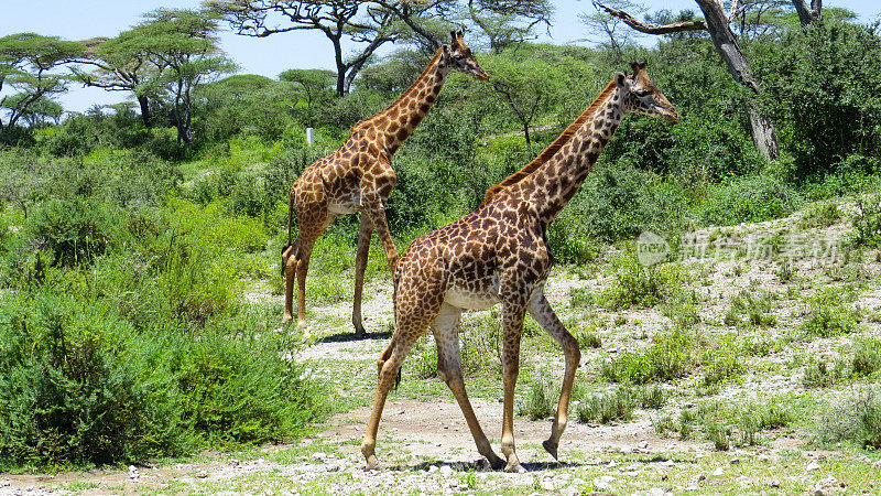 非洲的野生动物....塞伦盖蒂国家公园的长颈鹿