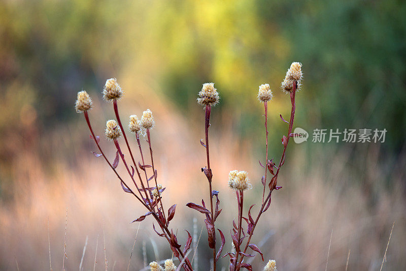 花儿在清晨的阳光下绽放