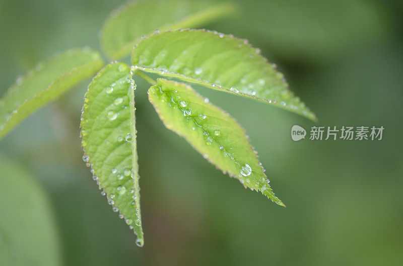 雨后新鲜玫瑰叶子上的水滴特写