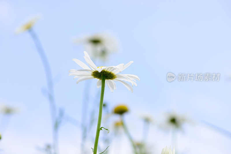 贝利斯・佩伦尼斯