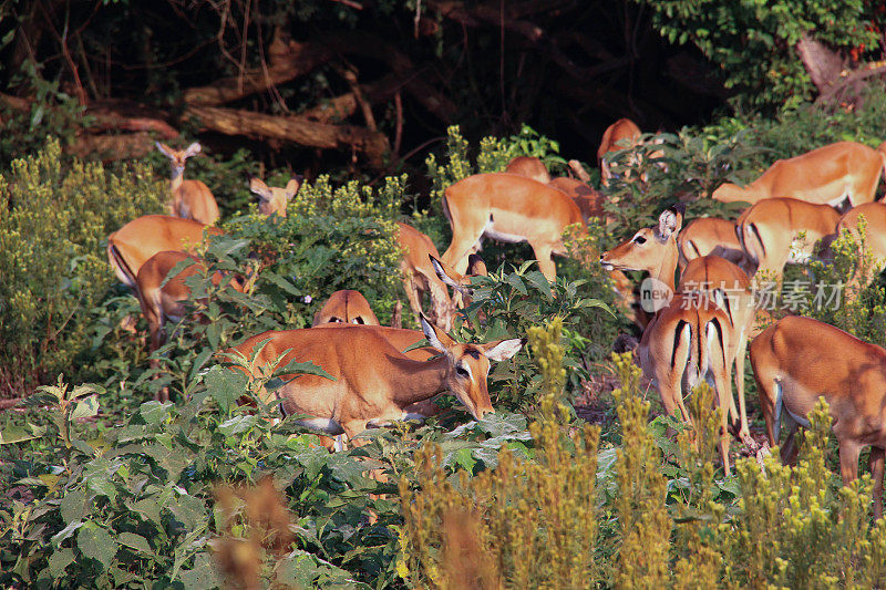 乌干达:姆布洛湖的黑斑羚群