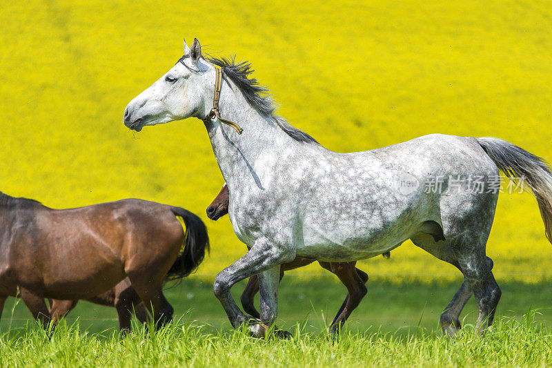 一匹白马带着小马驹在油菜田前小跑