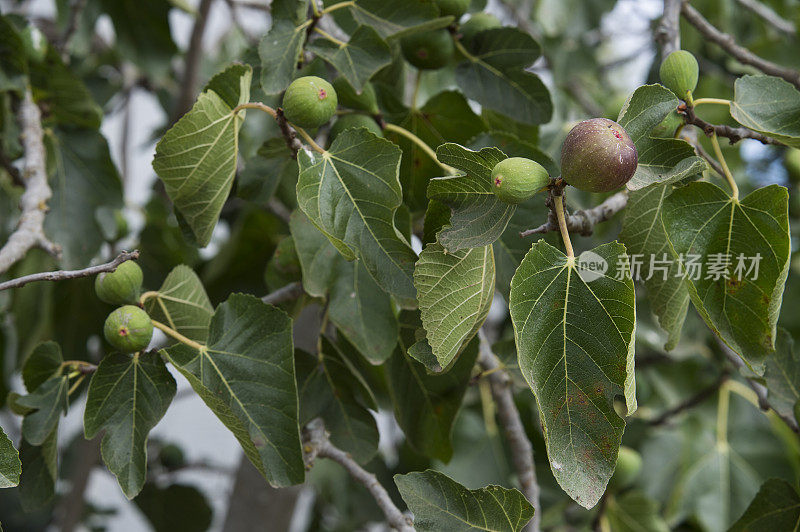 加利福尼亚无花果树上成熟的特写