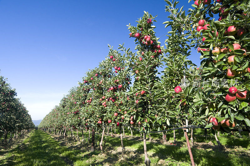 苹果树种植园里成熟的苹果