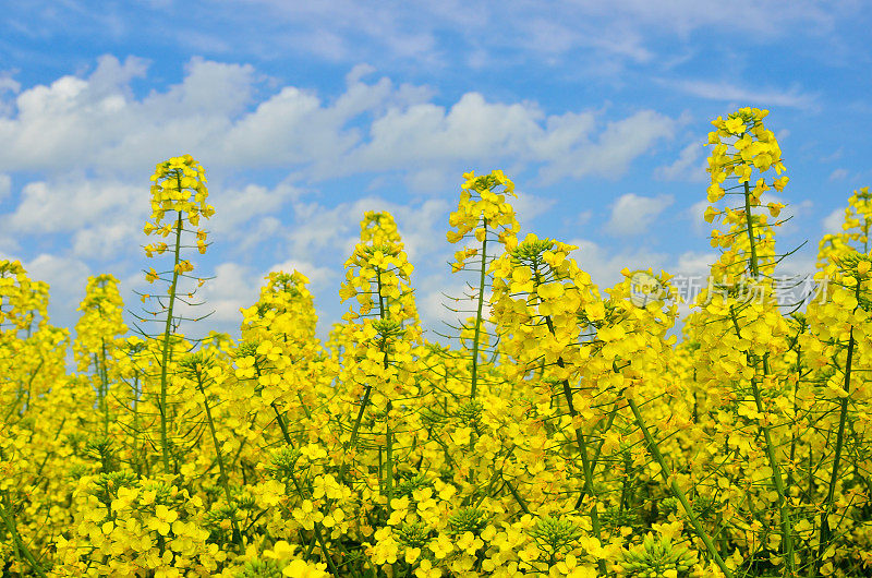 油菜