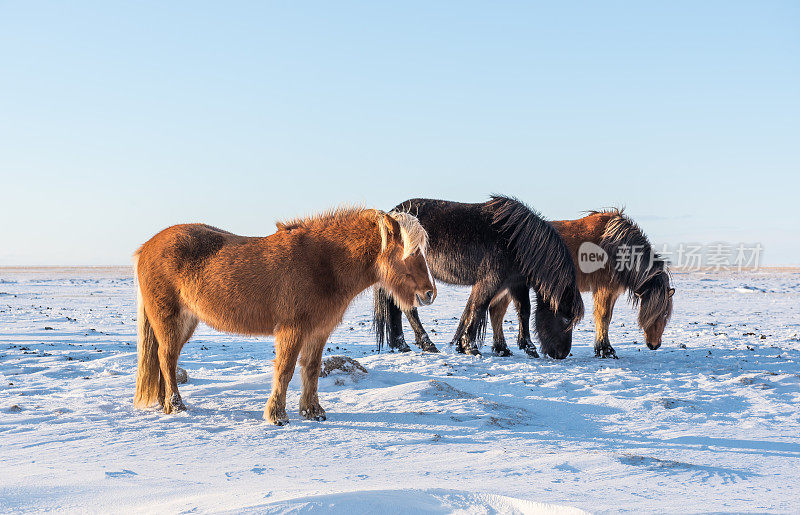 在雪地里吃草的冰岛马