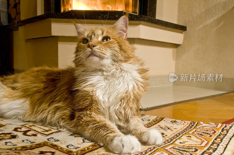 壁炉前有一只红色的猫(缅因猫)
