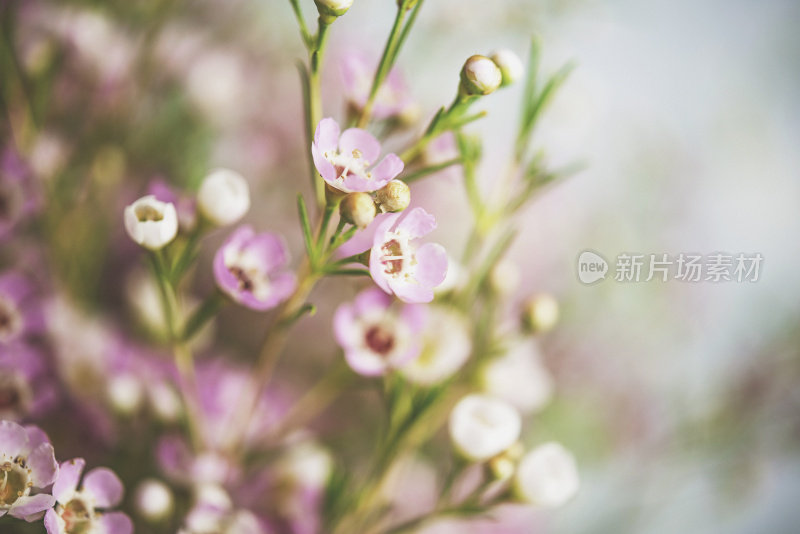 精致美丽的新鲜蜡花映衬着蓝色的背景