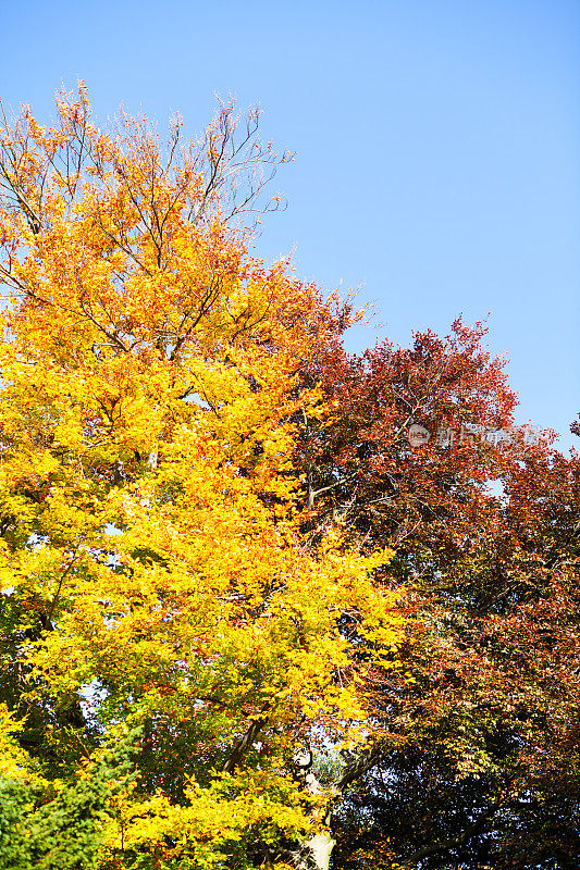 落叶树在秋天树冠