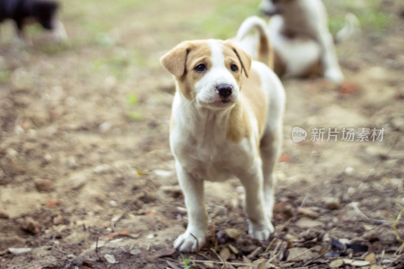 小的小狗