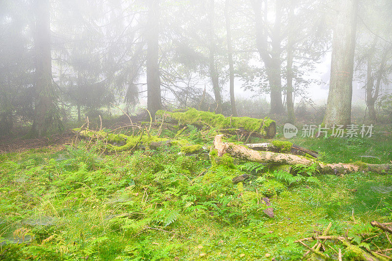 雾天森林中蕨类之间的枯树树干
