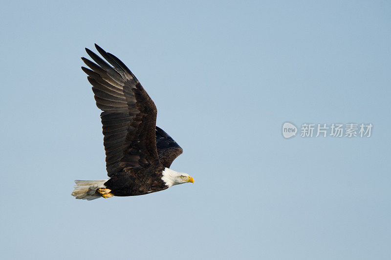 秃鹰飞过密西西比州勒克莱尔河