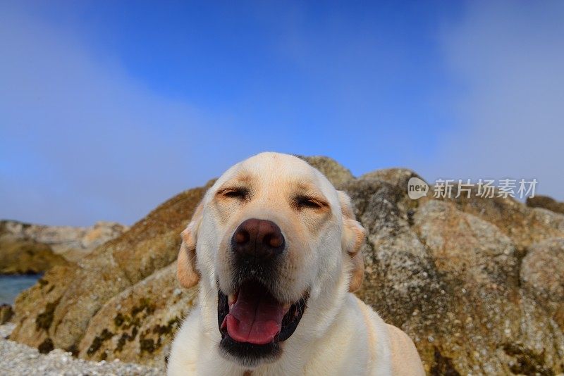 拉布拉多寻回犬