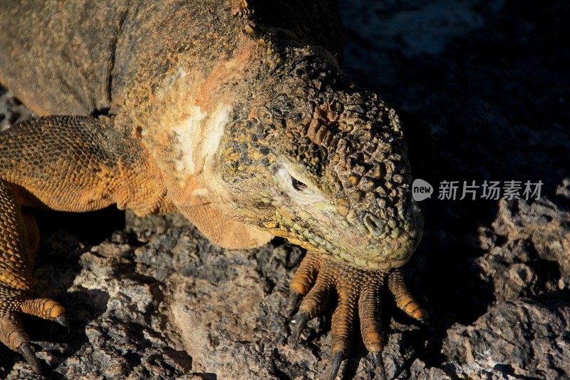 太阳崇拜者