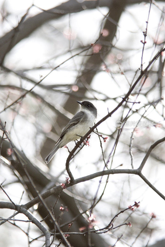 山茱萸树上的小鸟