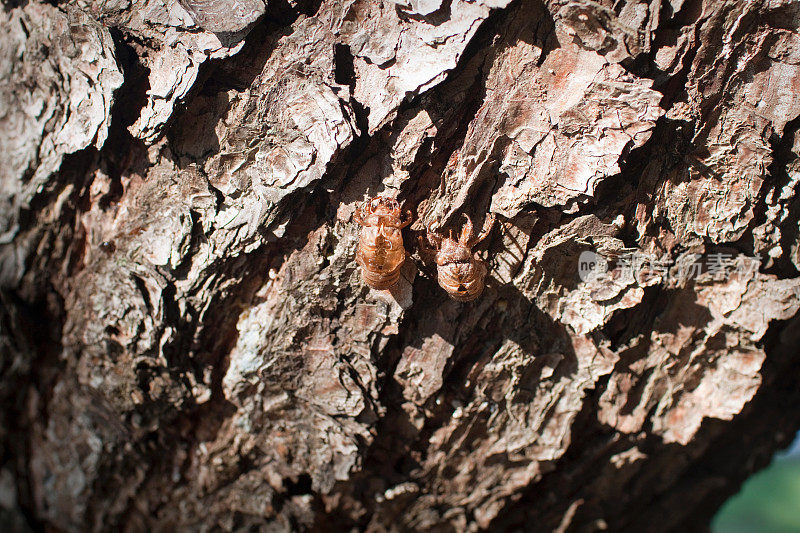 树皮背景与昆虫壳上