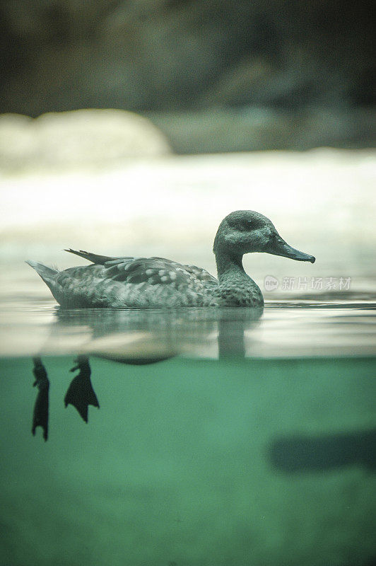 鸭子浮在水里