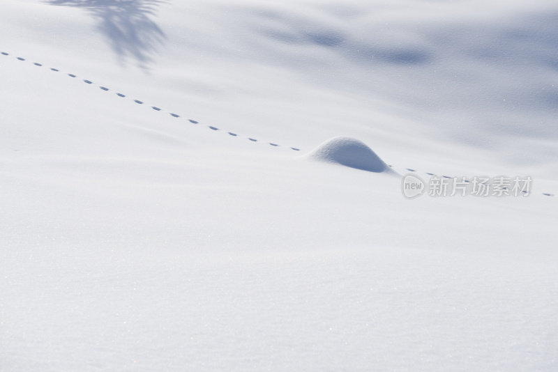 雪地上有动物的足迹