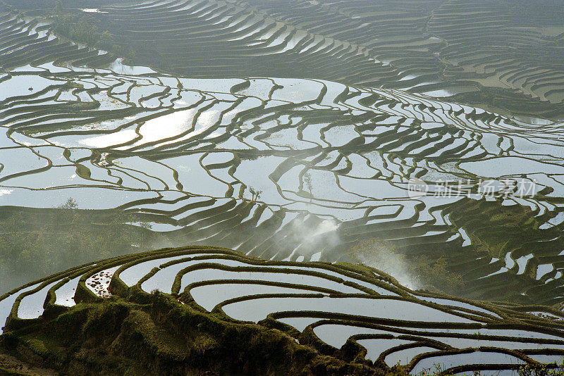 水稻梯田