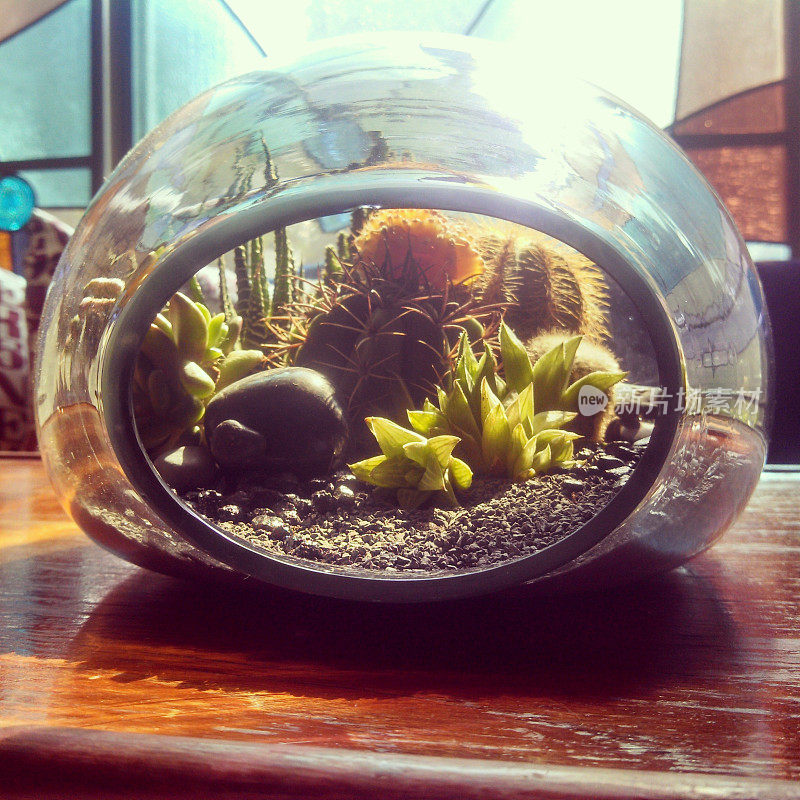 桌子上的小装饰沙漠Terrarium