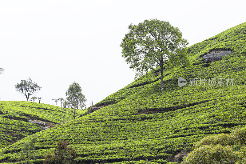 斯里兰卡茶园