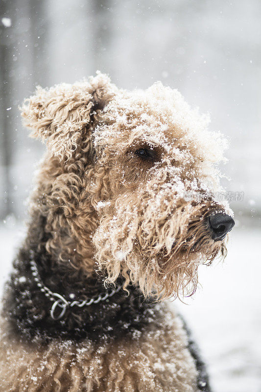 airdale梗狗在雪下