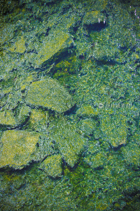 温泉间歇泉的矿物形成与藻类