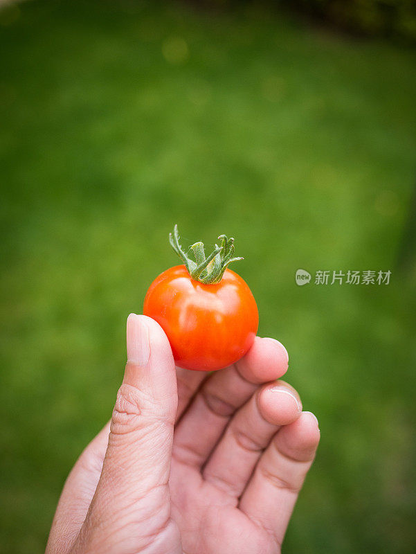 手捧樱桃番茄的特写