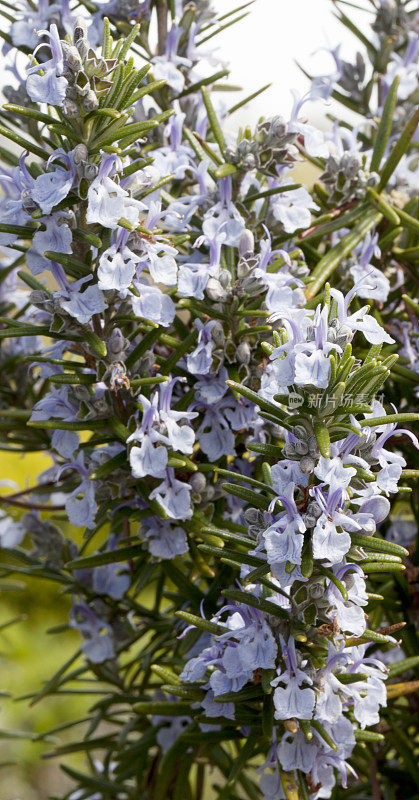 迷迭香(迷迭香属officinalis)