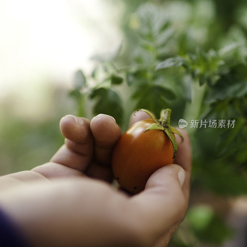 自家种植的有机番茄