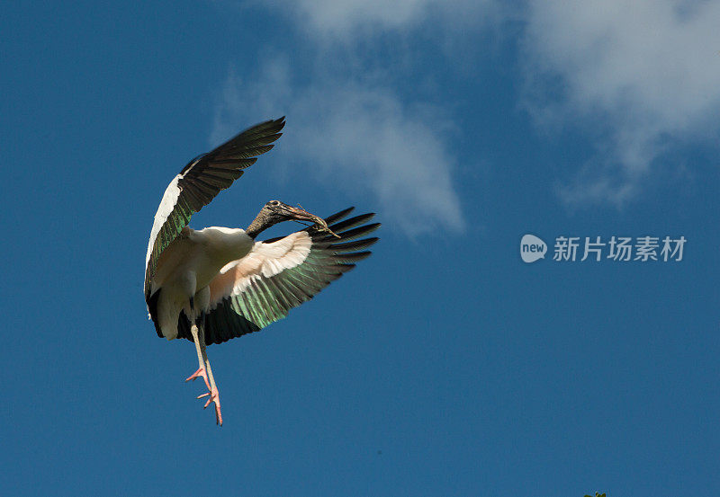 木头鹳着陆