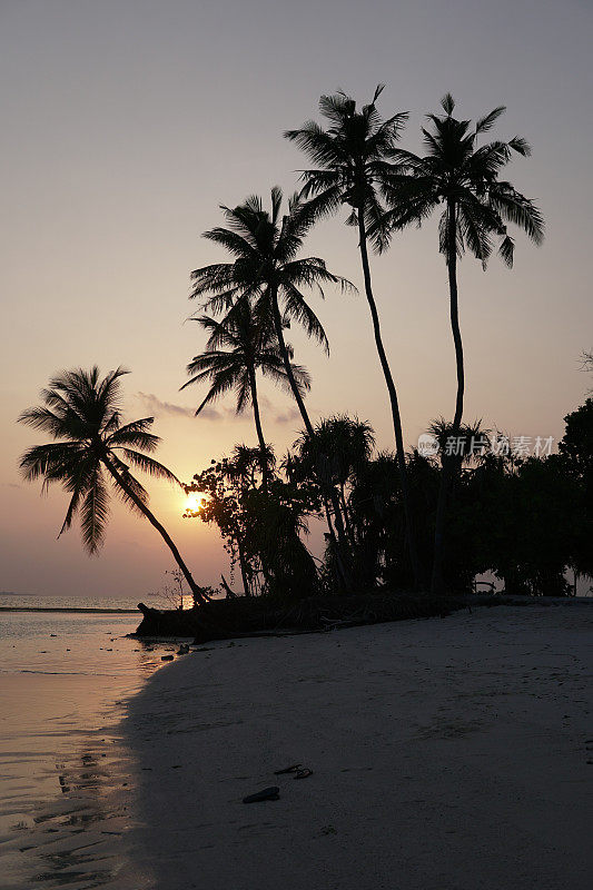 日落后的椰子树，马尔代夫岛