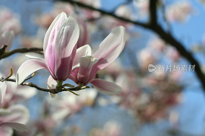 木兰开花