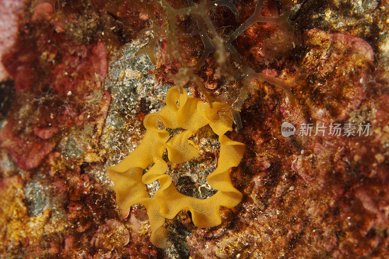 水下裸鳃科动物卵海洋生物