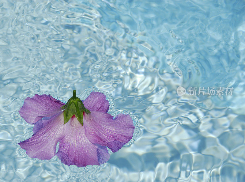 芙蓉花浮在水上