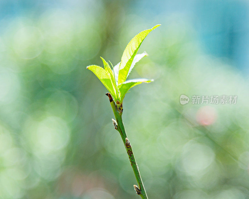 新鲜的叶子