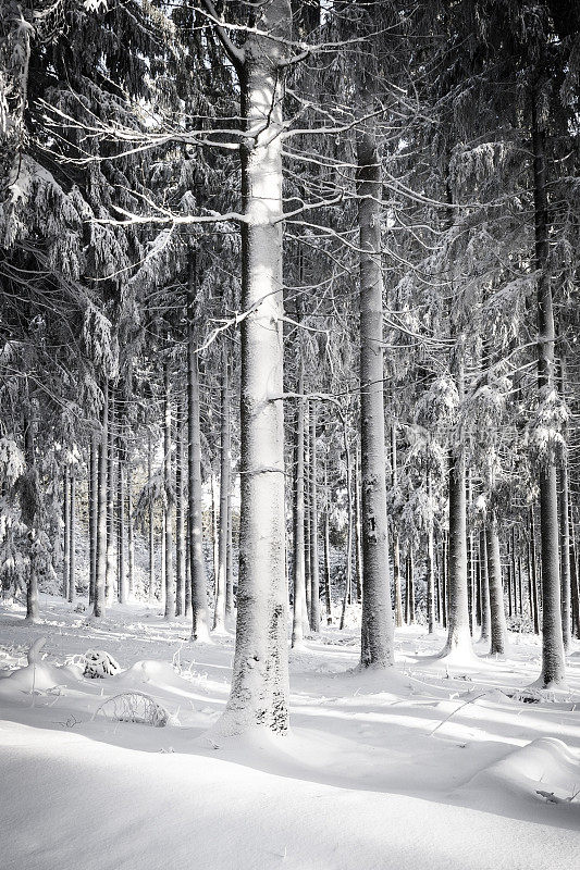 森林里的雪