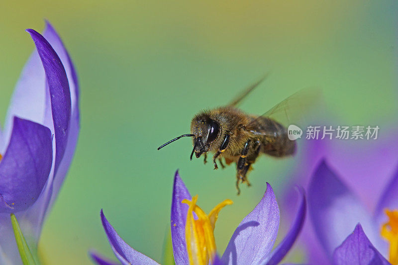 蜜蜂在番红花上飞