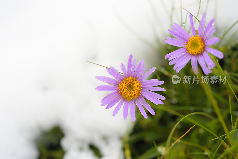 紫色的雏菊野花在春天的雪