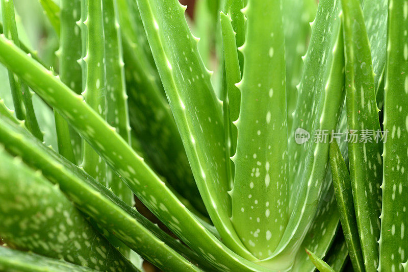 芦荟植物特写