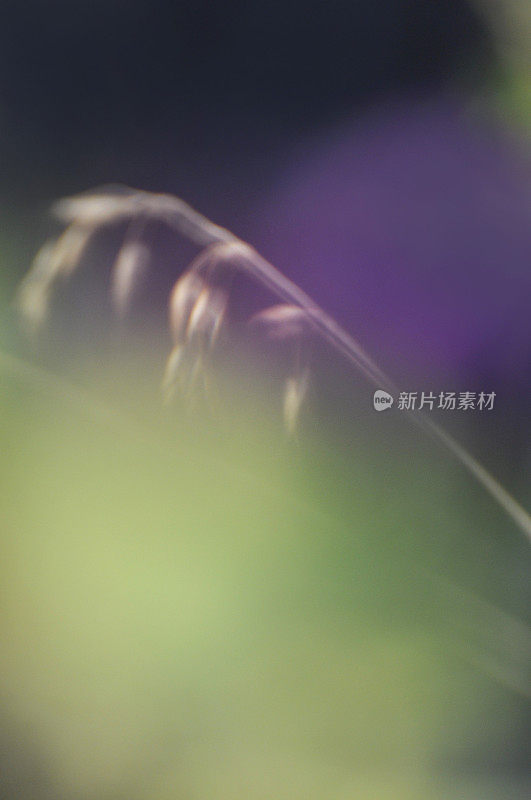 小麦茎秆和紫花摘要