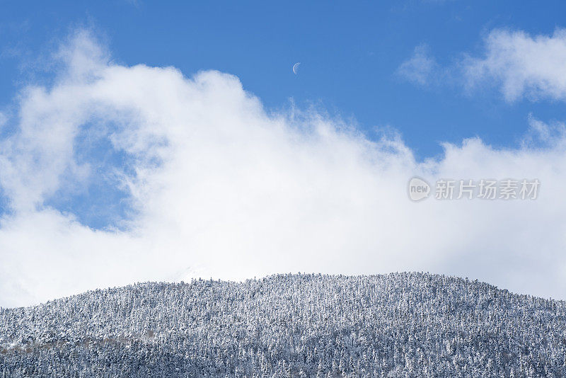 白雪覆盖的森林