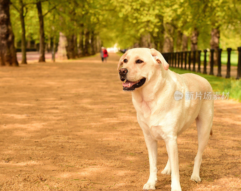 拉布拉多寻回犬