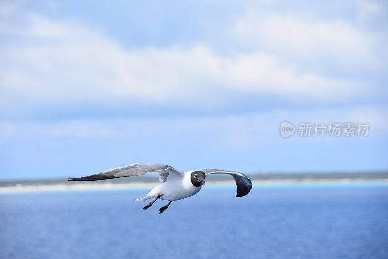 鸟从海上飞过