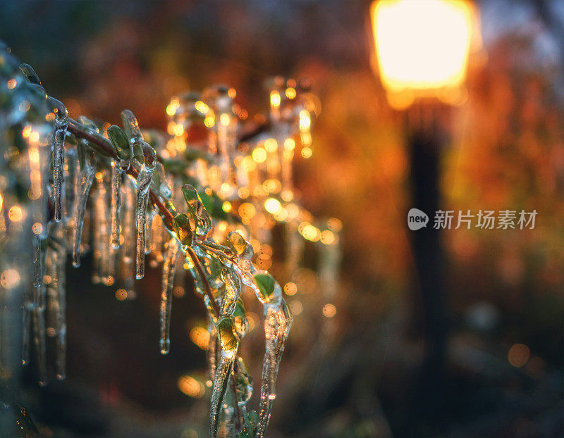 冰雨覆盖着植物